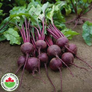 Rhonda Organic Beet Thumbnail